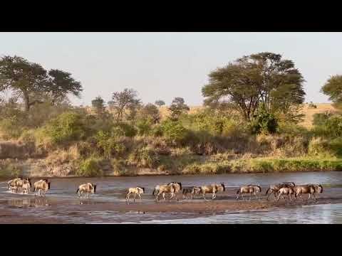 Herd spotted crossing the Mara river!