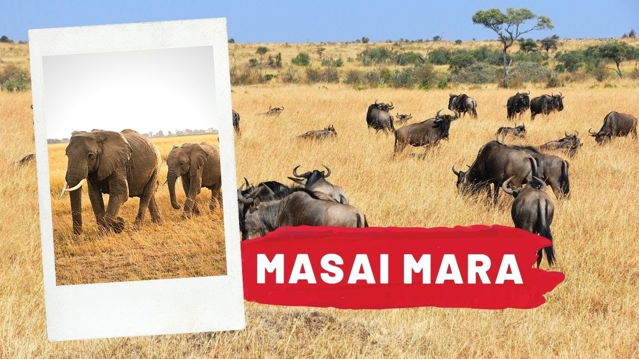 Masai Mara, Where The Herds Roam