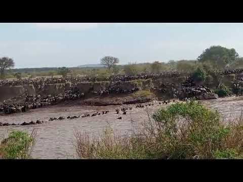 Megaherd crossing over the Mara river at no 7!