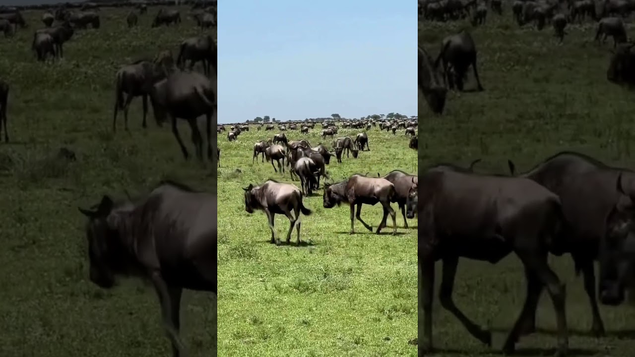 Herd spotted in the Maswa Game Reserve!