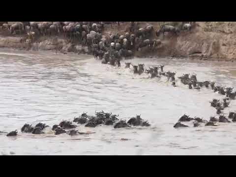 Another spectacular crossing in the Mara River!