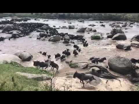 High water-levels of the Mara River in the Serengeti side