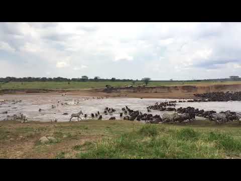 A five-hour wildebeest and zebra crossing in the Makutano crossing point
