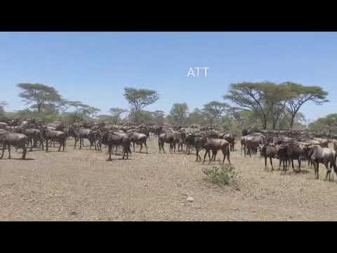 Megaherd spotted at Musabi Plains!