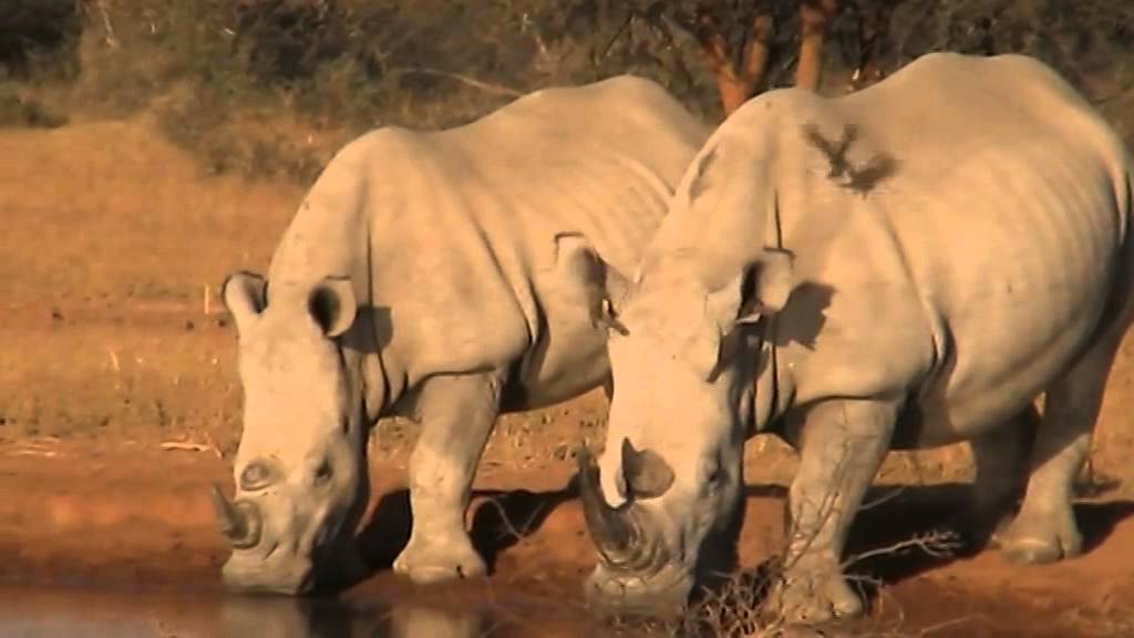 Giraffe and Rhinos at the water's edge - Marataba