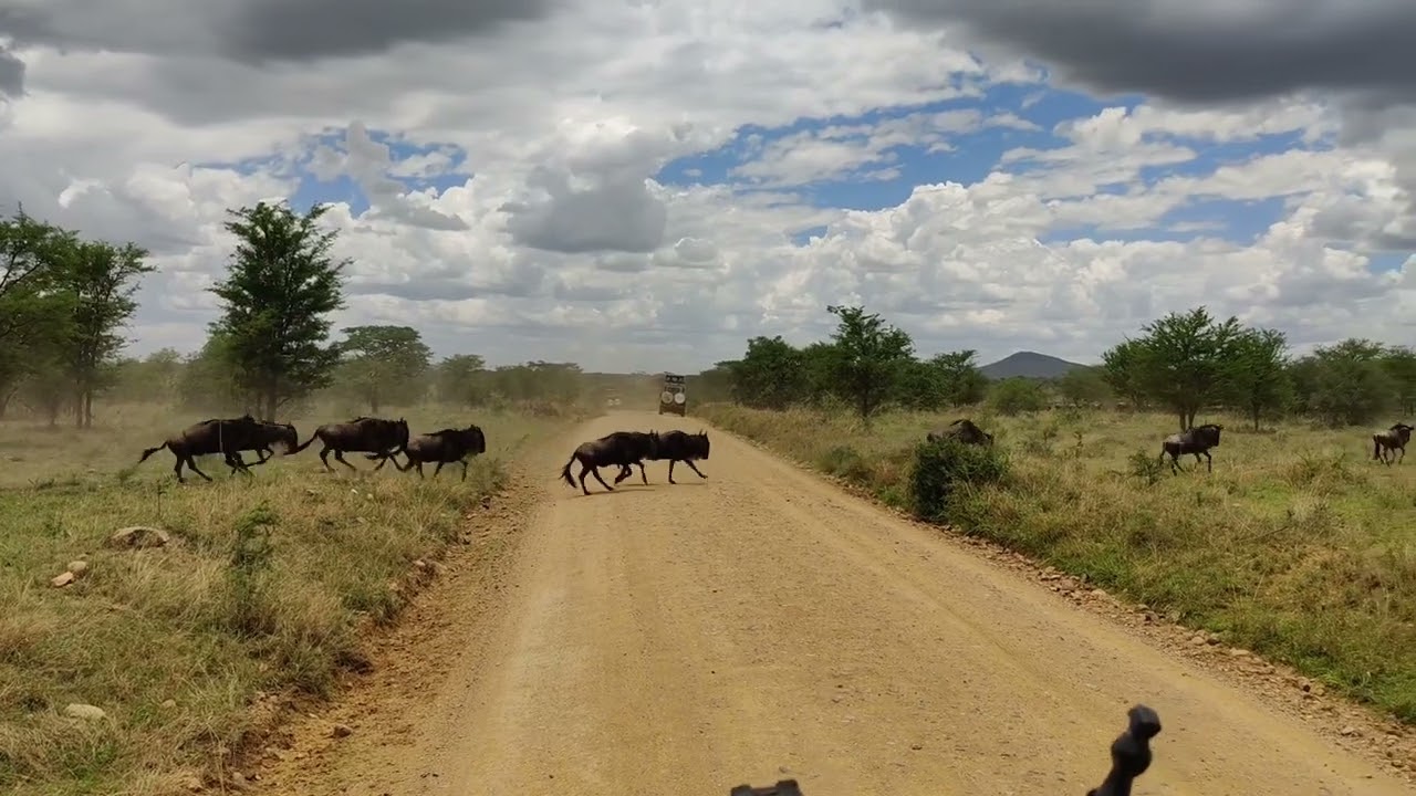 Thundering hooves in the central Serengeti!