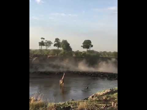 Latest #HerdTracker update: When a giraffe decides to join in as the look out