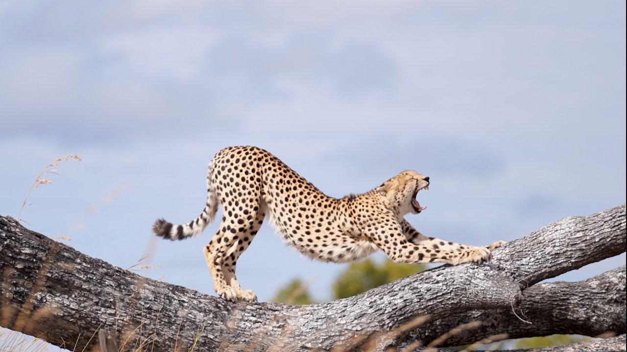 Kwara Camp: the Ultimate Okavango Delta Experience