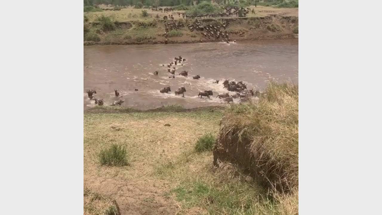Latest #HerdTracker update: Most scenic parts of the Great Migration crossing the Mara River