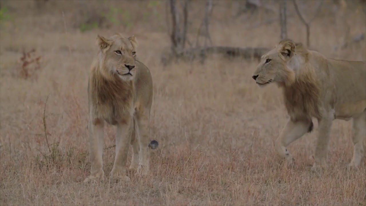 Sabi Sands & Madikwe Combo