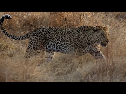 Hamiltons Tented Camp in 2021