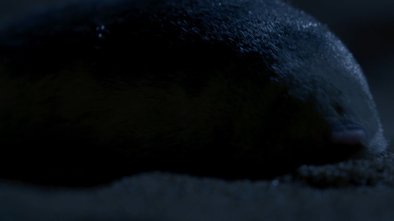 Blind golden mole looks for termites - Planet Earth: Deserts - BBC