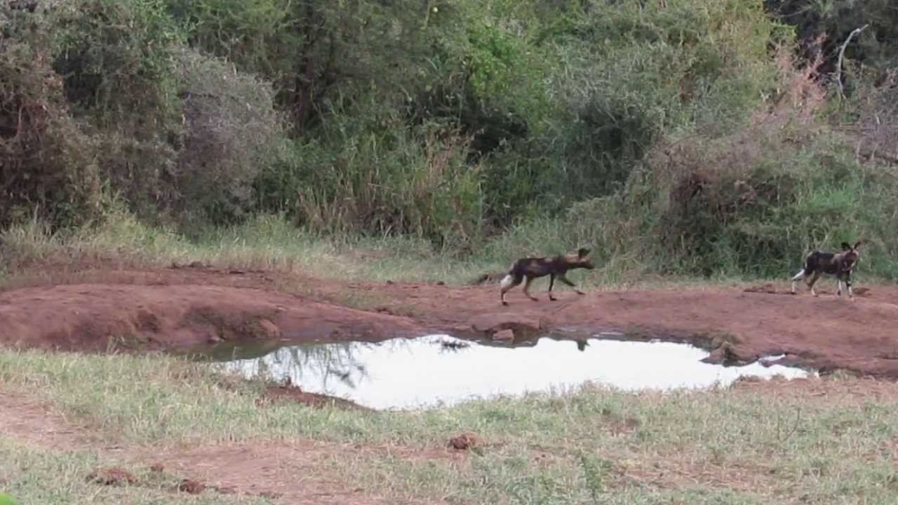 Sarara Camp,Kenya
