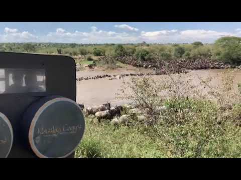 Massive herd crosses the Mara river at no 10