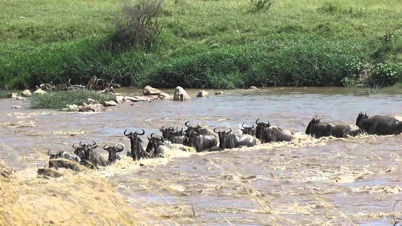 Wildebeest migration crossing the Mara River at crossing points 2-8 - Part 5