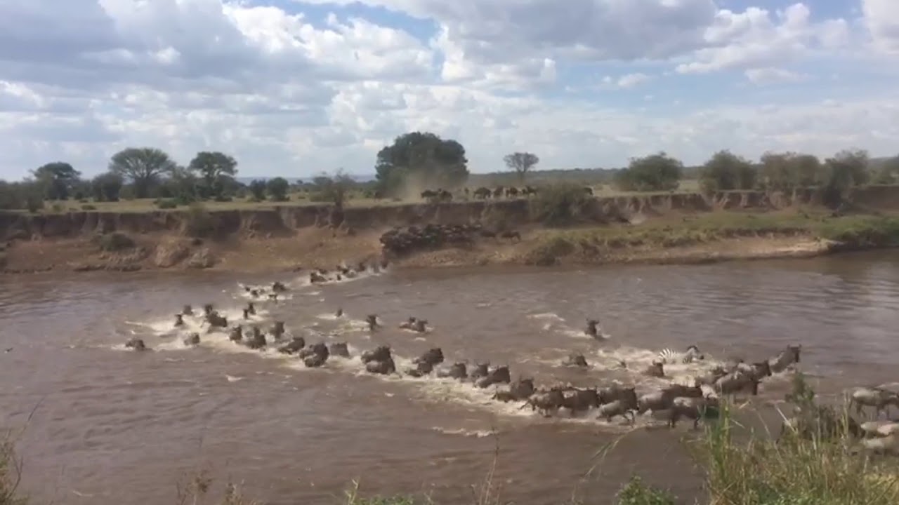 Endless herds of wildebeest and zebra during Annual Wildebeest Migration