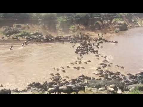 Biggest crossing from Mara Triangle towards the Lookout Hill!