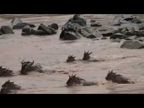 Latest #HerdTracker update: An avalanche of migrating wildebeest stormed into the Mara River