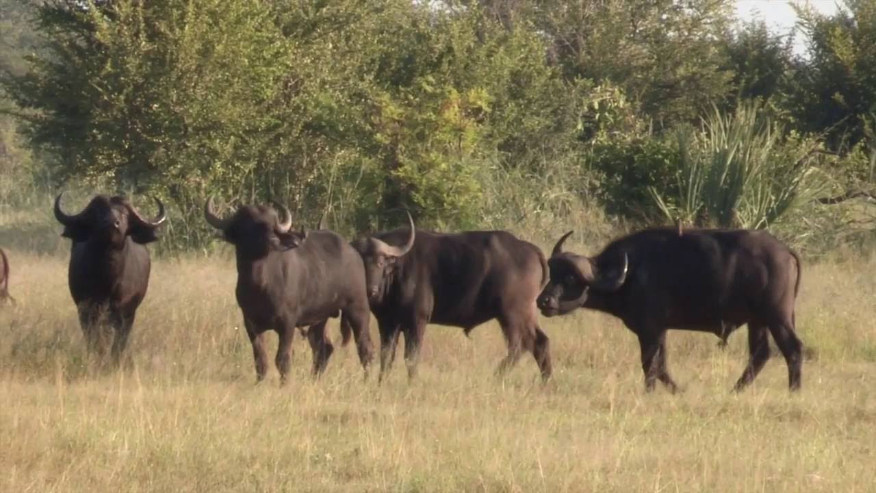 Imvelo Safari Lodges - A day at Bomani Tented Lodge