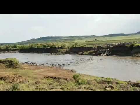 Zebra crossing the Mara River on the Masai Mara side