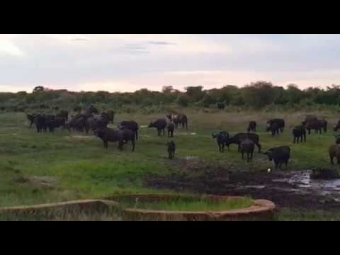 Huge Herd of Buffalo