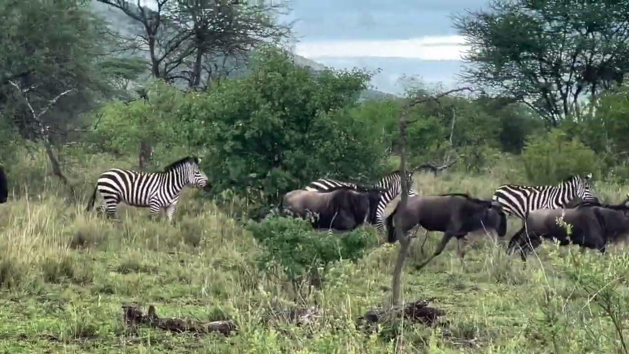 Large herd spotted in the Seronera Valley
