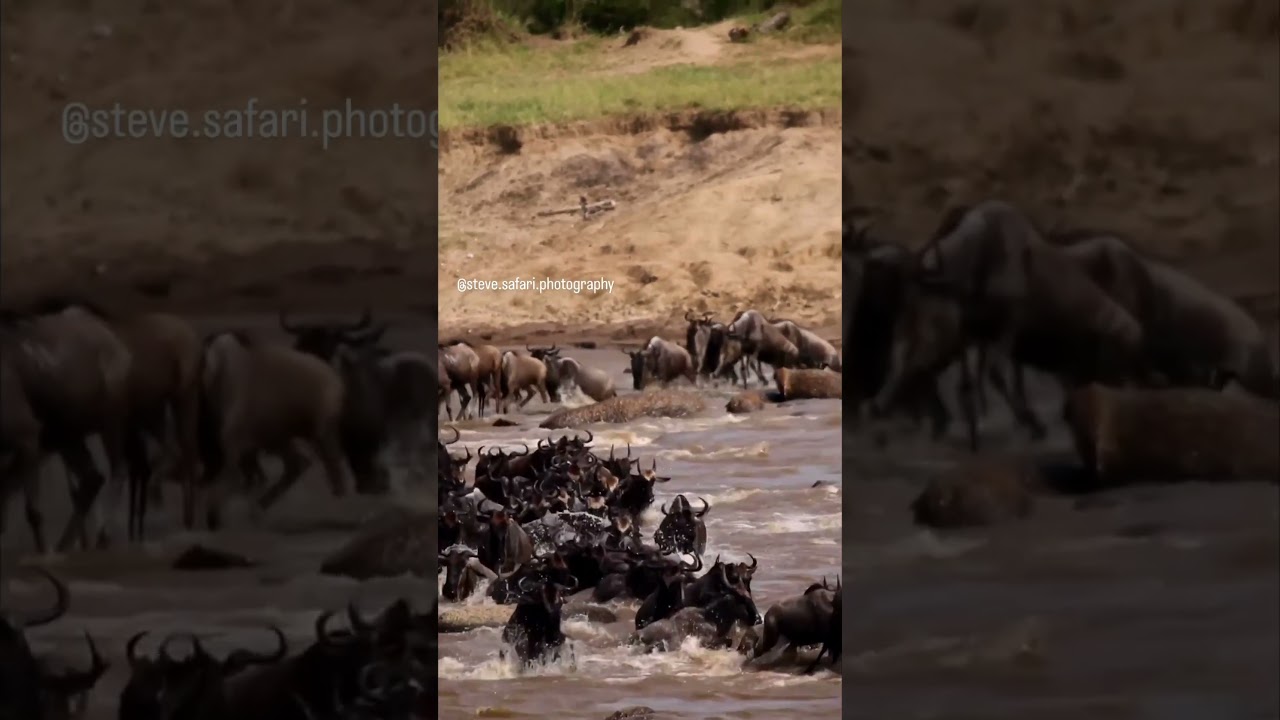 Dramatic Mara river crossing at no 7