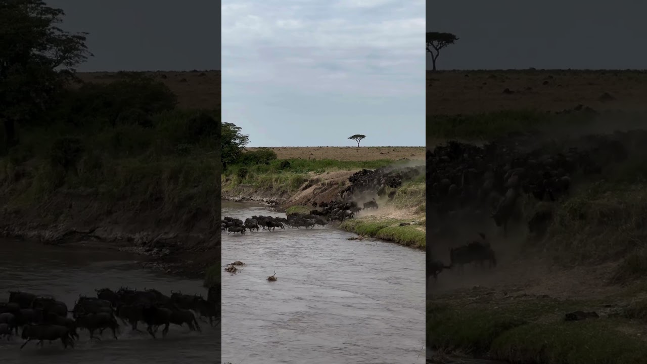 Wildebeest herds crossing the Sand River multiple times!
