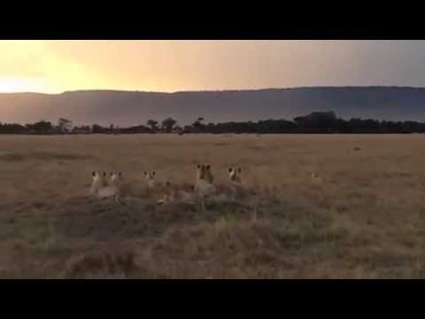 HerdTracker finds the "Marsh Pride" of Lions in the Masai Mara