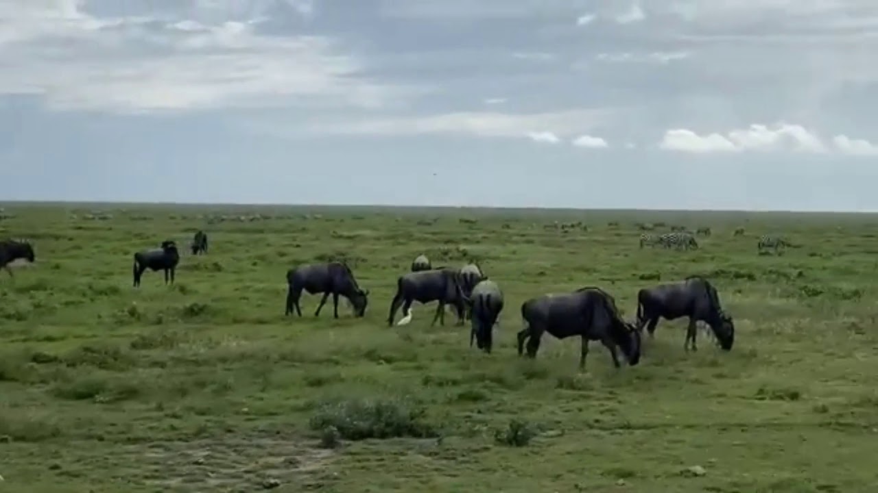 Latest #HerdTracker update: Great Migration Calving Season