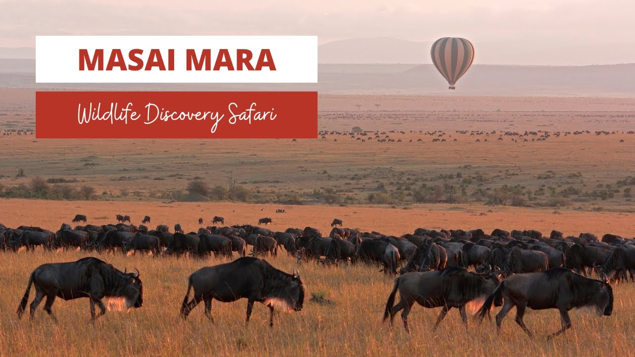 Masai Mara Kenya | Wildlife Discovery Safari