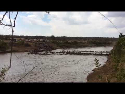Huge Great Migration crossing at point number 4
