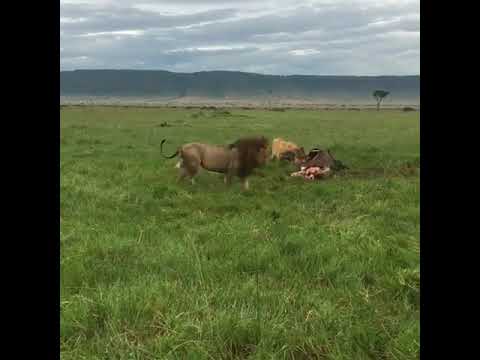 Lion action in the Mara
