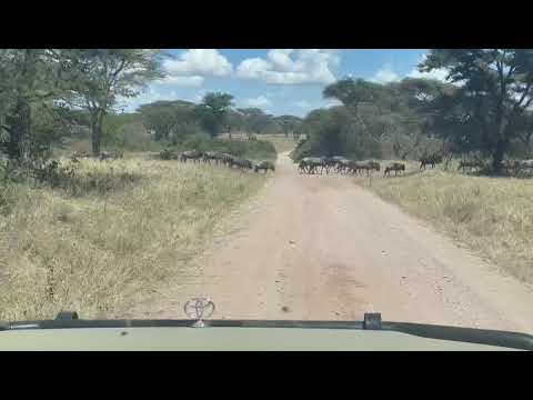 Wildebeest spotted crossing roads in Mareu area of Western Serengeti
