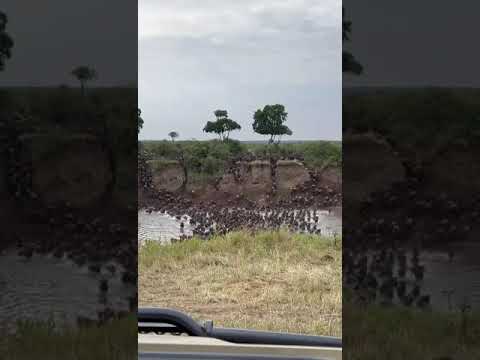 Megaherd crosses the Mara river at no 4!