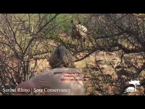 Holding Steady - On-foot Rhino Tracking with Saruni