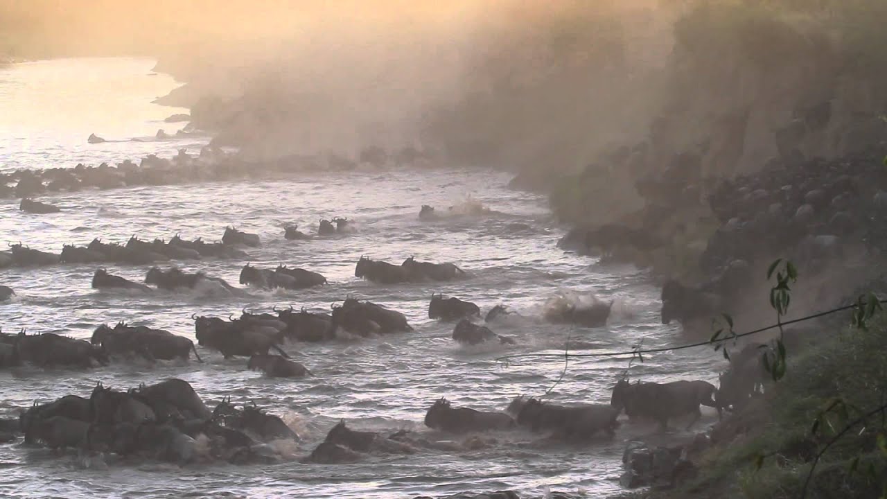 Serian's Serengeti - The Great Migration - Wildebeest Crossings