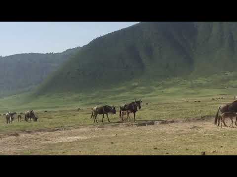 Wildebeest calving season in the Ngorongoro Conservation Area