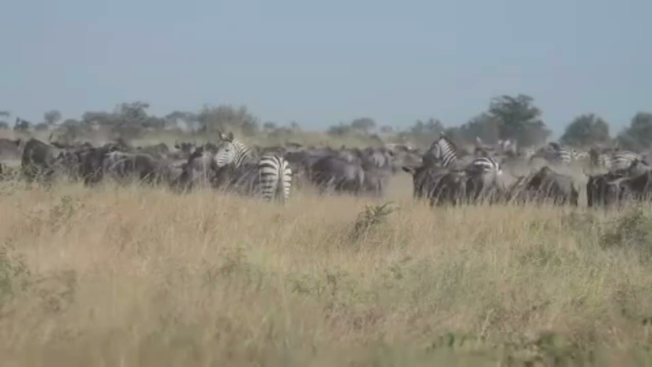 Wildebeest and Zebra herds spotted in Grumeti!
