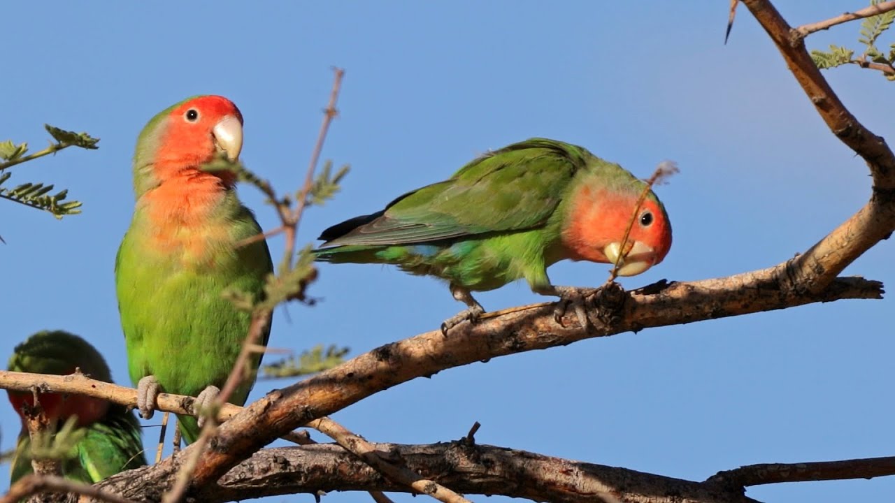 Rosy Faced Lovebirds in a Tree Playing with a Stick | Namibia
