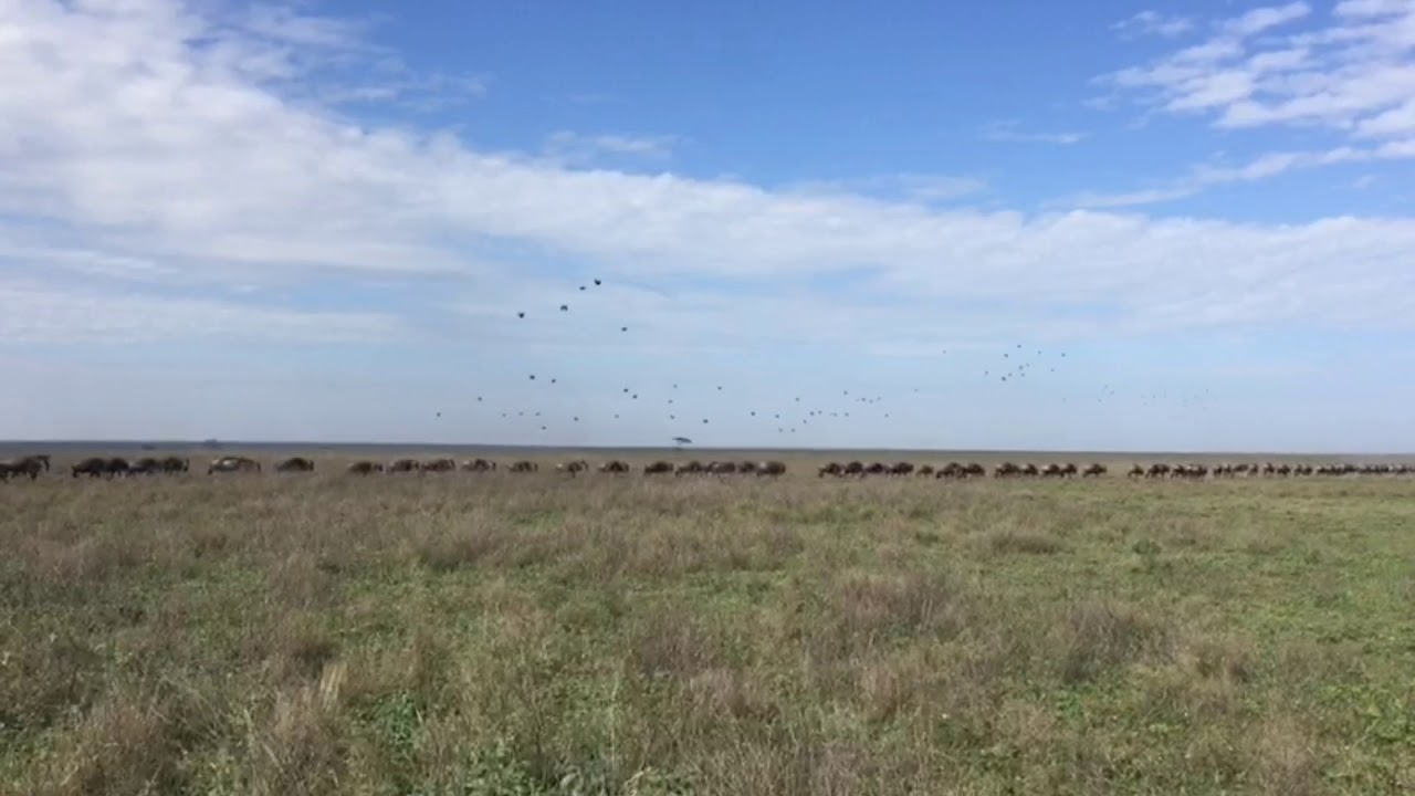 Great Migration in the Southern Serengeti
