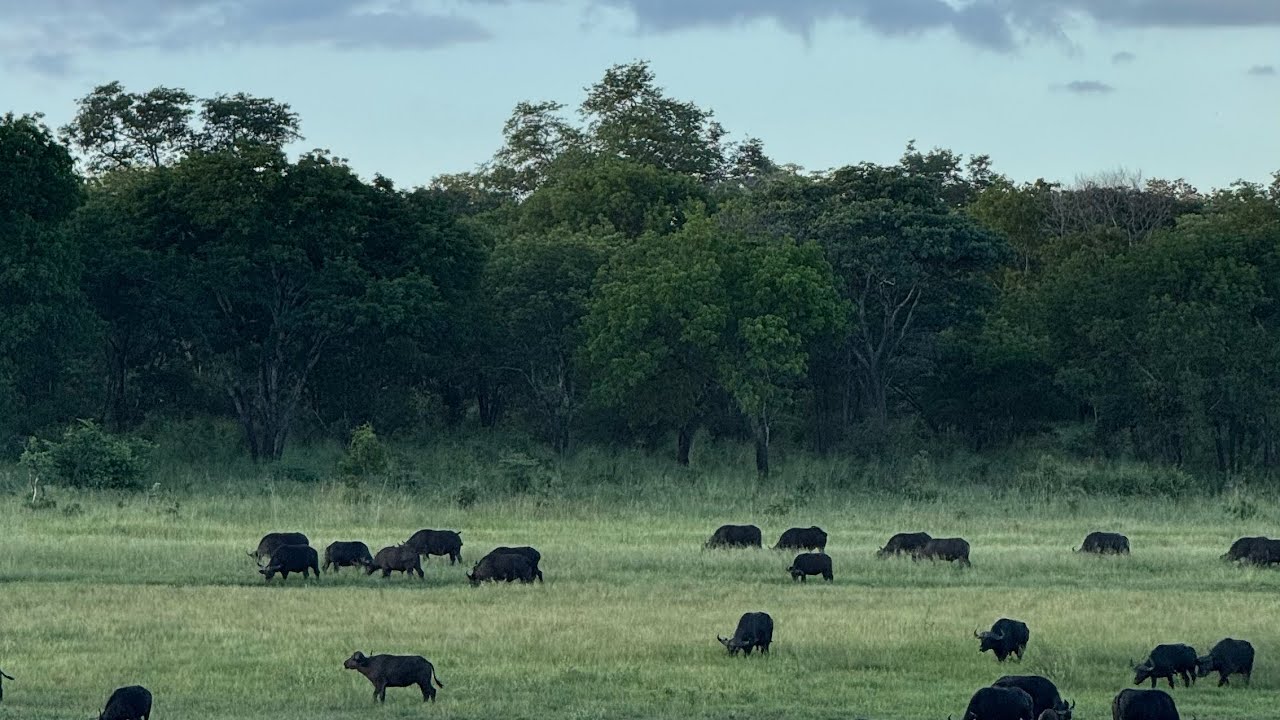 Hwange Game Count Census