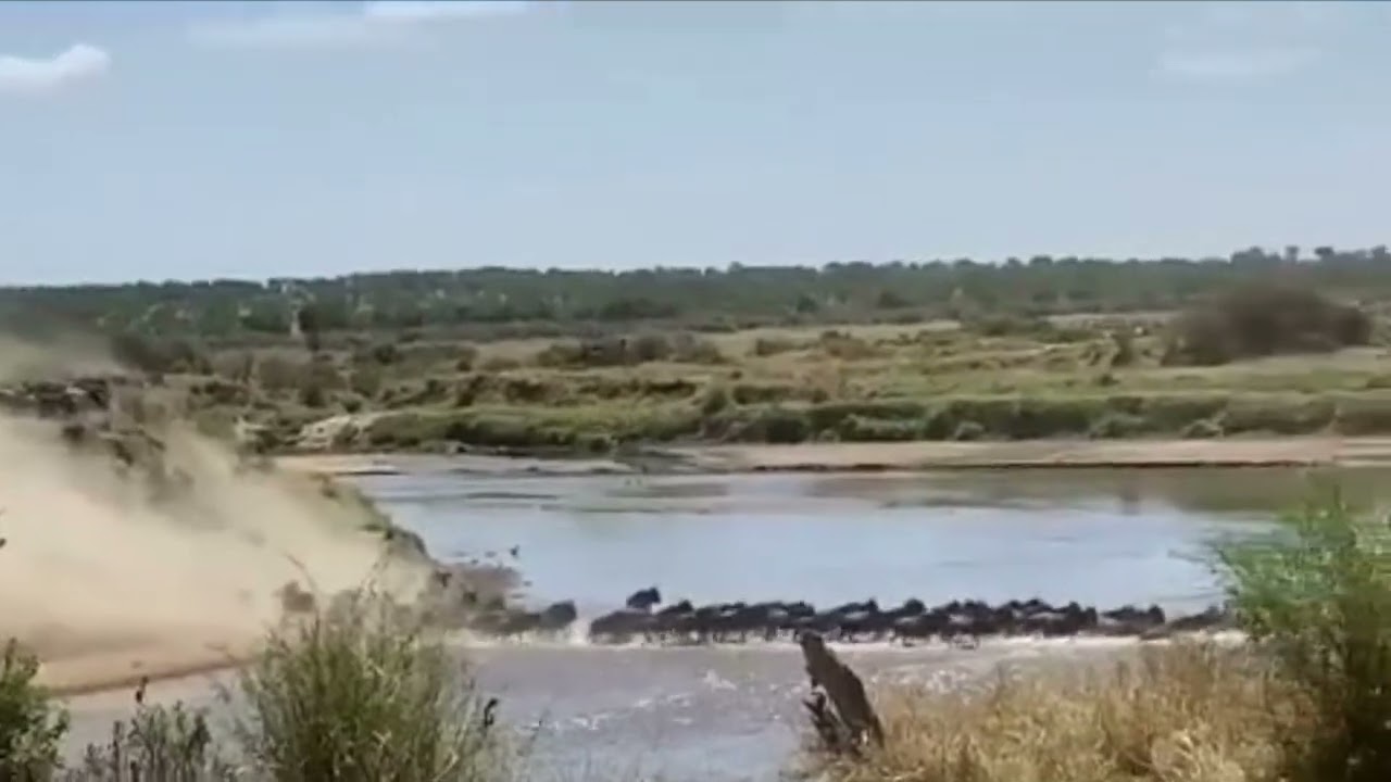 Herd spotted crossing the Mara river at no 4
