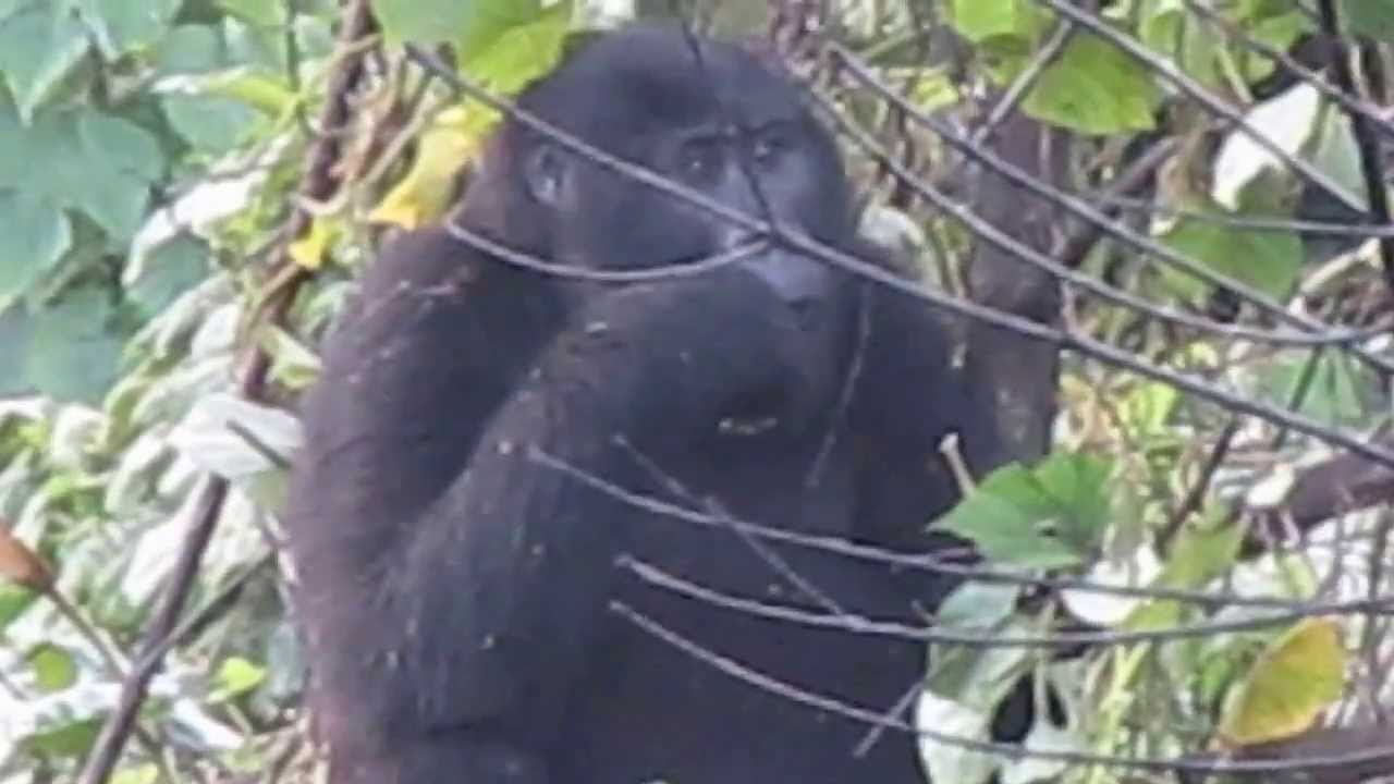 Bwindi gorillas in the garden of Mahogany Springs Lodge