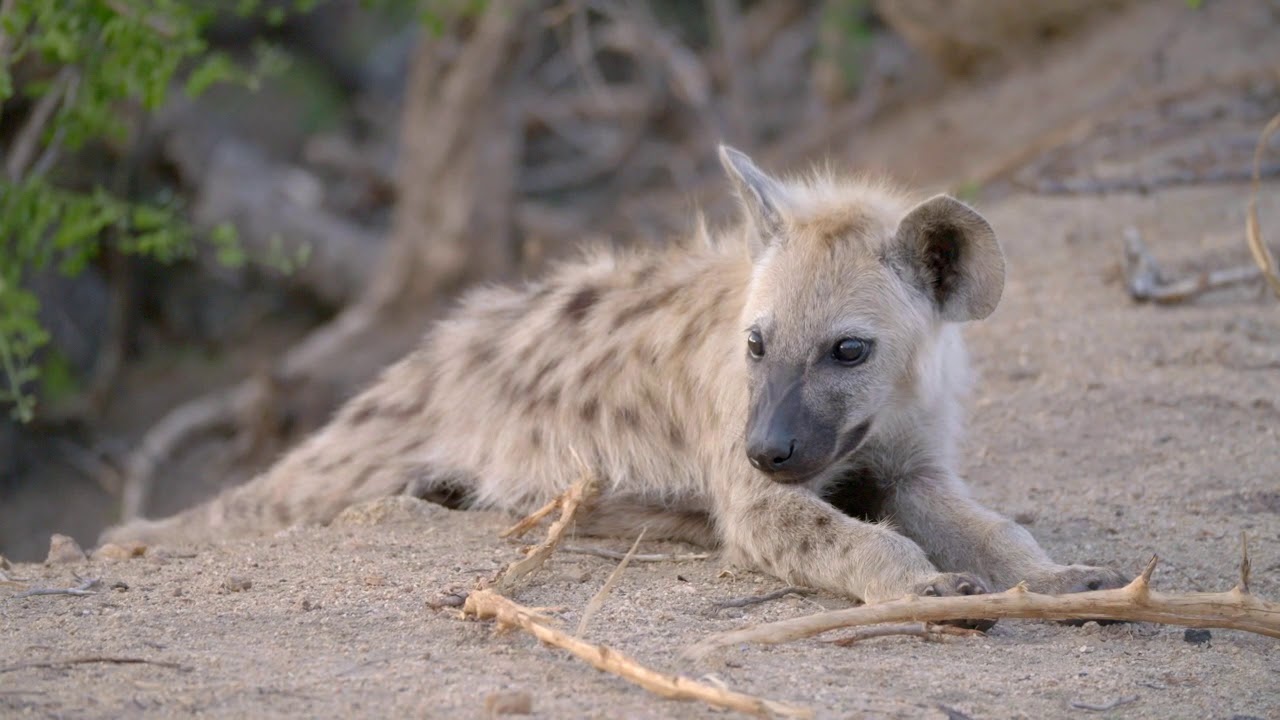 Go Wild at Jock Safari Lodge