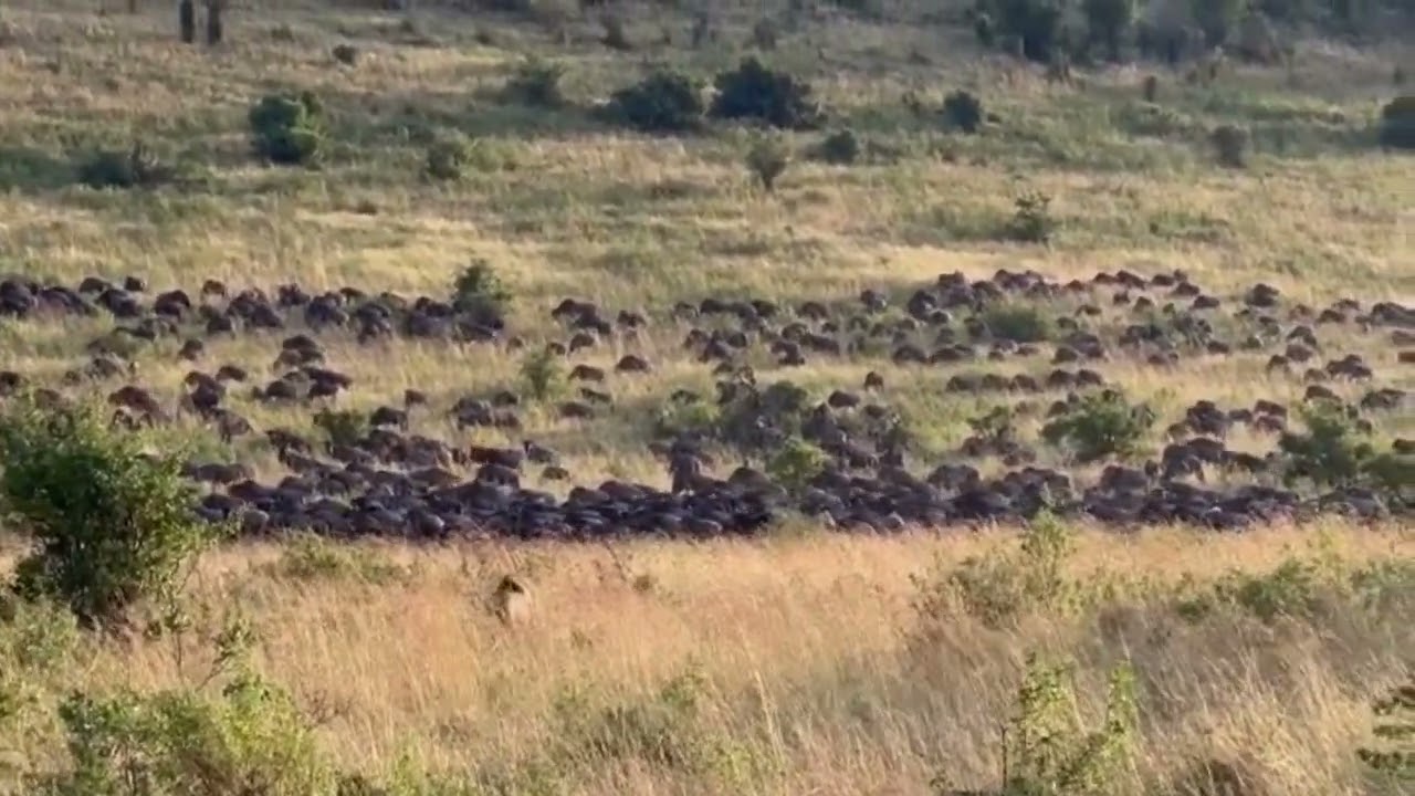 Lion spotted stalking a massive herd!