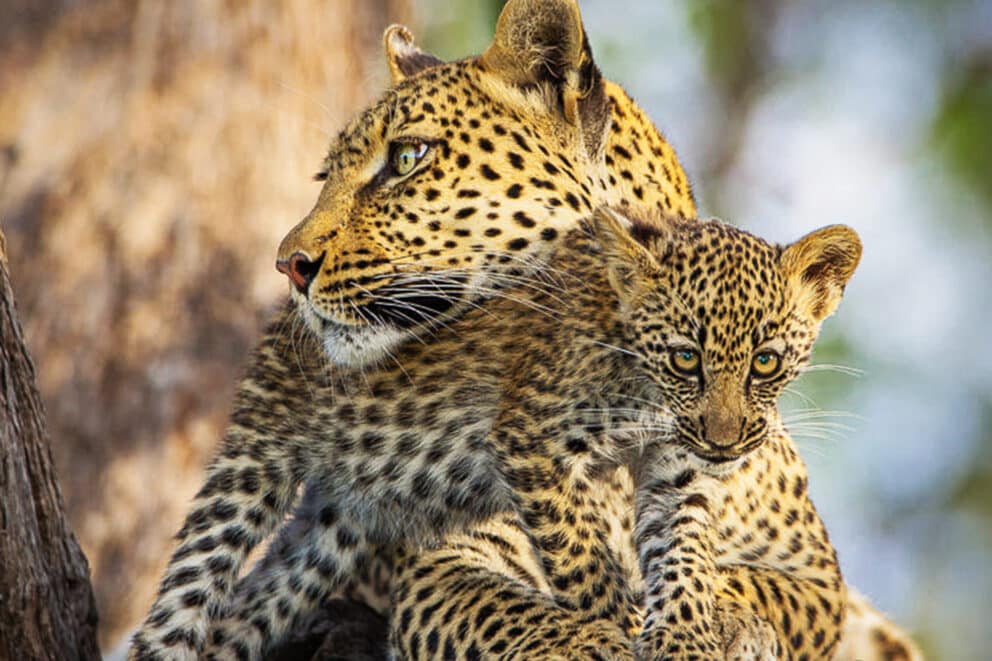 Leopard mother and her cub in Khwai Community Area, Botswana.