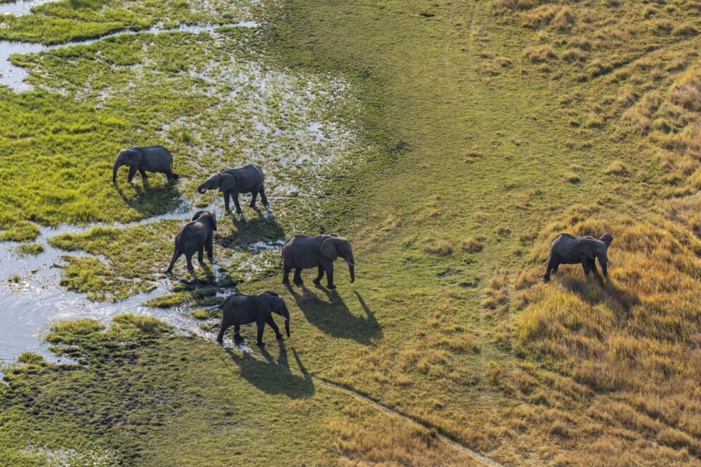Aerial view of a family of elephants in the Okavango Delta, Botswana.