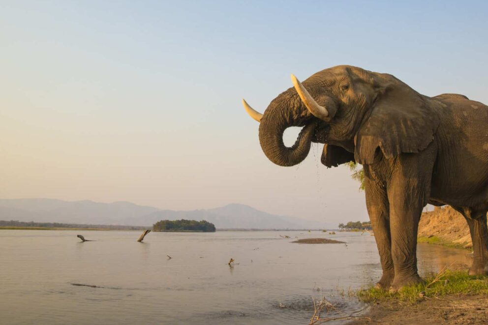 African Elephant bull drinking on the Zambezi river at sunset, Zambia.