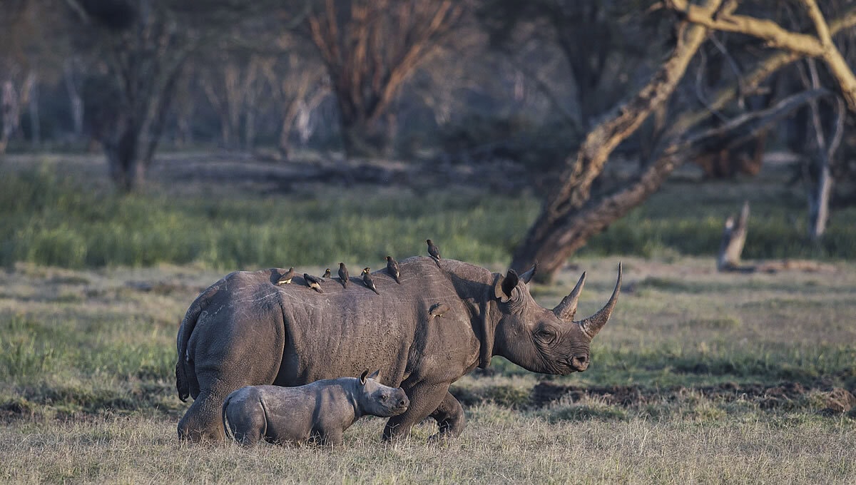Lewa+Conservancy+-+Black+rhino-Image Credit-Lewa House